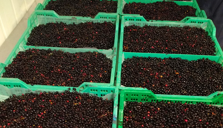 MaquiBerry harvest